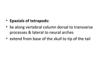 • Epaxials of tetrapods:
• lie along vertebral column dorsal to transverse
processes & lateral to neural arches
• extend from base of the skull to tip of the tail
 