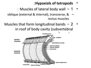 •Hypaxials of tetrapods:
•1-Muscles of lateral body wall:
–oblique (external & internal), transverse, &
rectus muscles
•2-Muscles that form longitudinal bands
in roof of body cavity (subvertebral
muscles(
 