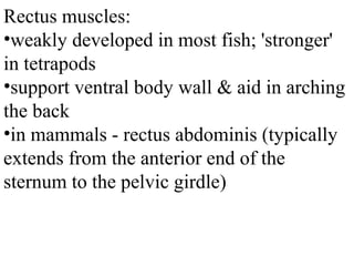 Rectus muscles:
•weakly developed in most fish; 'stronger'
in tetrapods
•support ventral body wall & aid in arching
the back
•in mammals - rectus abdominis (typically
extends from the anterior end of the
sternum to the pelvic girdle)
 
