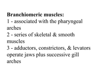 Branchiomeric muscles:
1 - associated with the pharyngeal
arches
2 - series of skeletal & smooth
muscles
3 - adductors, constrictors, & levators
operate jaws plus successive gill
arches
 