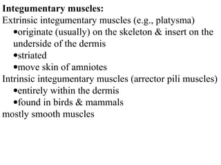 Integumentary muscles:
Extrinsic integumentary muscles (e.g., platysma)
•originate (usually) on the skeleton & insert on the
underside of the dermis
•striated
•move skin of amniotes
Intrinsic integumentary muscles (arrector pili muscles)
•entirely within the dermis
•found in birds & mammals
mostly smooth muscles
 
