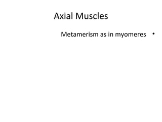 Axial Muscles
•Metamerism as in myomeres
 