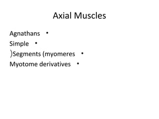 Axial Muscles
•Agnathans
•Simple
•Segments (myomeres(
•Myotome derivatives
 