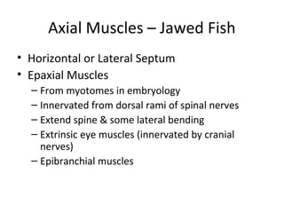 Axial Muscles – Jawed Fish
• Horizontal or Lateral Septum
• Epaxial Muscles
– From myotomes in embryology
– Innervated from dorsal rami of spinal nerves
– Extend spine & some lateral bending
– Extrinsic eye muscles (innervated by cranial
nerves)
– Epibranchial muscles
 