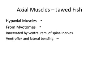 Axial Muscles – Jawed Fish
•Hypaxial Muscles
•From Myotomes
–Innervated by ventral rami of spinal nerves
–Ventroflex and lateral bending
 