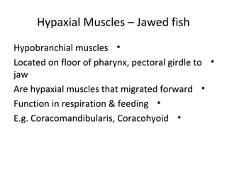 Hypaxial Muscles – Jawed fish
•Hypobranchial muscles
•Located on floor of pharynx, pectoral girdle to
jaw
•Are hypaxial muscles that migrated forward
•Function in respiration & feeding
•E.g. Coracomandibularis, Coracohyoid
 