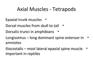 Axial Muscles - Tetrapods
•Epaxial trunk muscles
•Dorsal muscles from skull to tail
•Dorsalis trunci in amphibians
•Longissimus – long dominant spine extensor in
amniotes
•Iliocostalis – most lateral epaxial spine muscle
important in reptiles
 