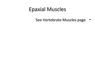 Epaxial Muscles
•See Vertebrate Muscles page
 