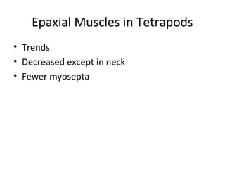 Epaxial Muscles in Tetrapods
• Trends
• Decreased except in neck
• Fewer myosepta
 