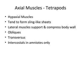 Axial Muscles - Tetrapods
• Hypaxial Muscles
• Tend to form sling-like sheets
• Lateral muscles support & compress body wall
• Obliques
• Transversus
• Intercostals in amniotes only
 