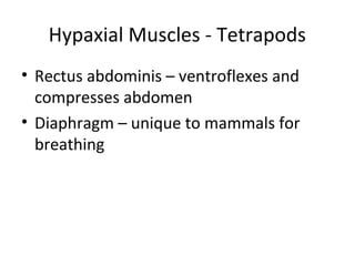 Hypaxial Muscles - Tetrapods
• Rectus abdominis – ventroflexes and
compresses abdomen
• Diaphragm – unique to mammals for
breathing
 