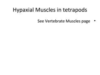Hypaxial Muscles in tetrapods
•See Vertebrate Muscles page
 