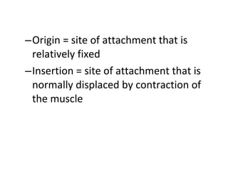 –Origin = site of attachment that is
relatively fixed
–Insertion = site of attachment that is
normally displaced by contraction of
the muscle
 