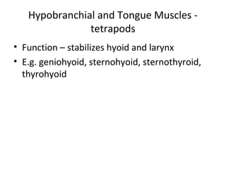 Hypobranchial and Tongue Muscles -
tetrapods
• Function – stabilizes hyoid and larynx
• E.g. geniohyoid, sternohyoid, sternothyroid,
thyrohyoid
 