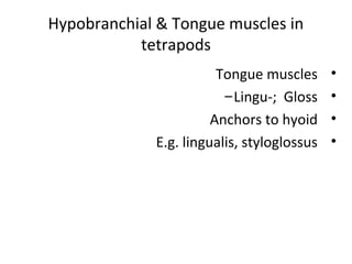 Hypobranchial & Tongue muscles in
tetrapods
•Tongue muscles
•Lingu-; Gloss-
•Anchors to hyoid
•E.g. lingualis, styloglossus
 