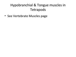 Hypobranchial & Tongue muscles in
Tetrapods
• See Vertebrate Muscles page
 