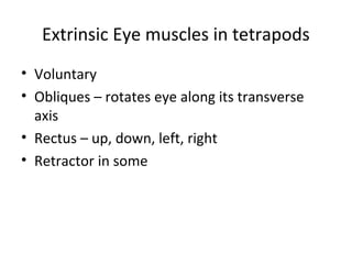 Extrinsic Eye muscles in tetrapods
• Voluntary
• Obliques – rotates eye along its transverse
axis
• Rectus – up, down, left, right
• Retractor in some
 