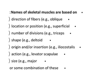 •Names of skeletal muscles are based on:
•direction of fibers (e.g., oblique(
•location or position (e.g., superficial(
•number of divisions (e.g., triceps(
•shape (e.g., deltoid(
•origin and/or insertion (e.g., iliocostalis(
•action (e.g., levator scapulae(
•size (e.g., major(
•or some combination of these
 
