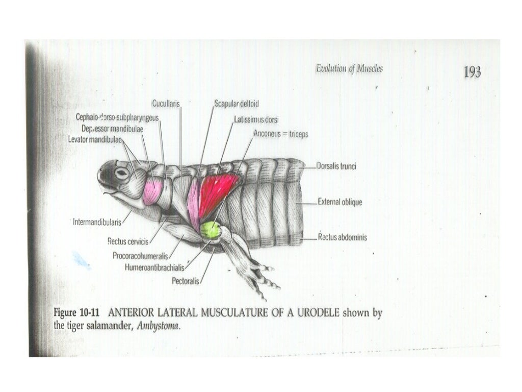 Muscle tissue 1 2 (comparative vertebrate anatomy)