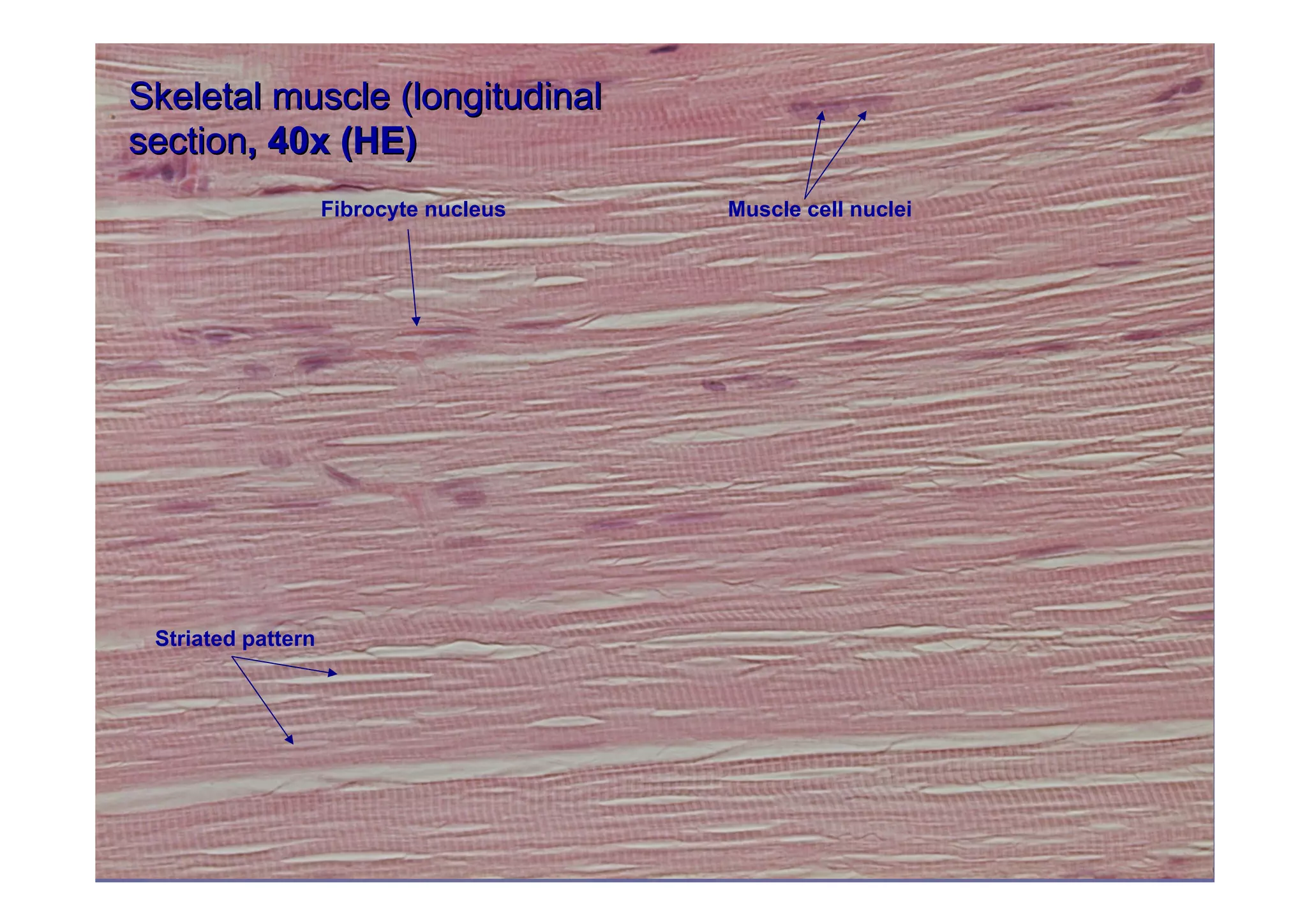 Muscle tissue | PDF