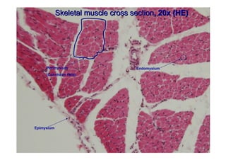 Muscle tissue | PDF