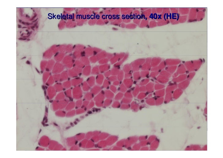 Muscle tissue