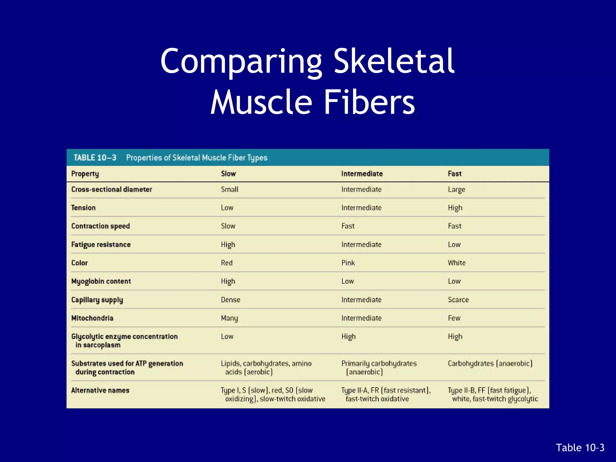 Comparing Skeletal
Muscle Fibers
Table 10–3
 