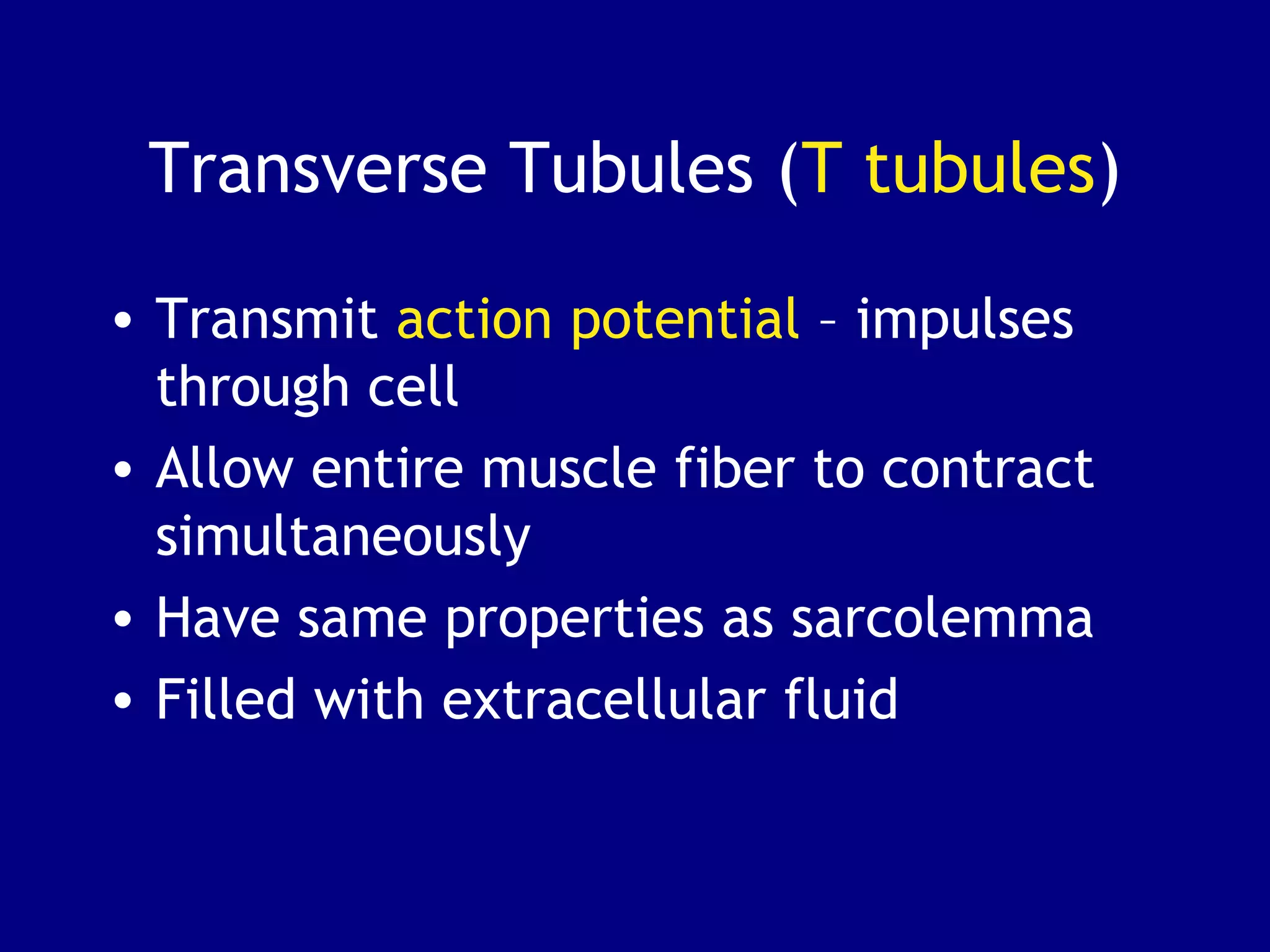 Transverse Tubules (T tubules)
• Transmit action potential – impulses
through cell
• Allow entire muscle fiber to contract
simultaneously
• Have same properties as sarcolemma
• Filled with extracellular fluid
 