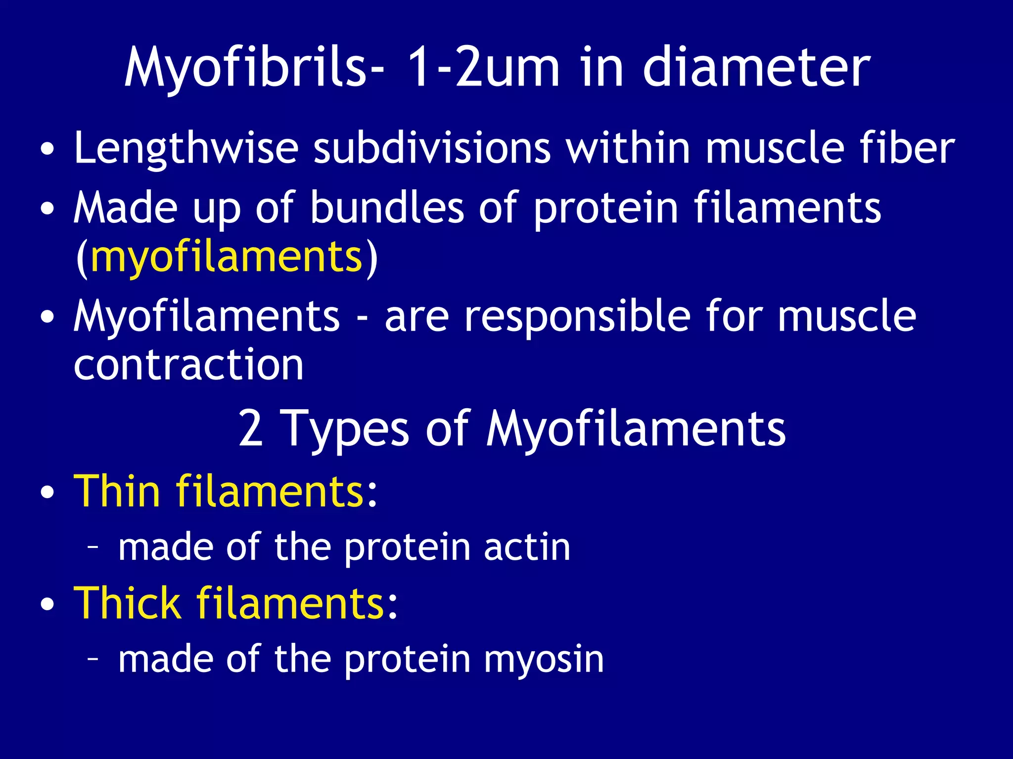 Myofibrils- 1-2um in diameter
• Lengthwise subdivisions within muscle fiber
• Made up of bundles of protein filaments
(myofilaments)
• Myofilaments - are responsible for muscle
contraction
2 Types of Myofilaments
• Thin filaments:
– made of the protein actin
• Thick filaments:
– made of the protein myosin
 