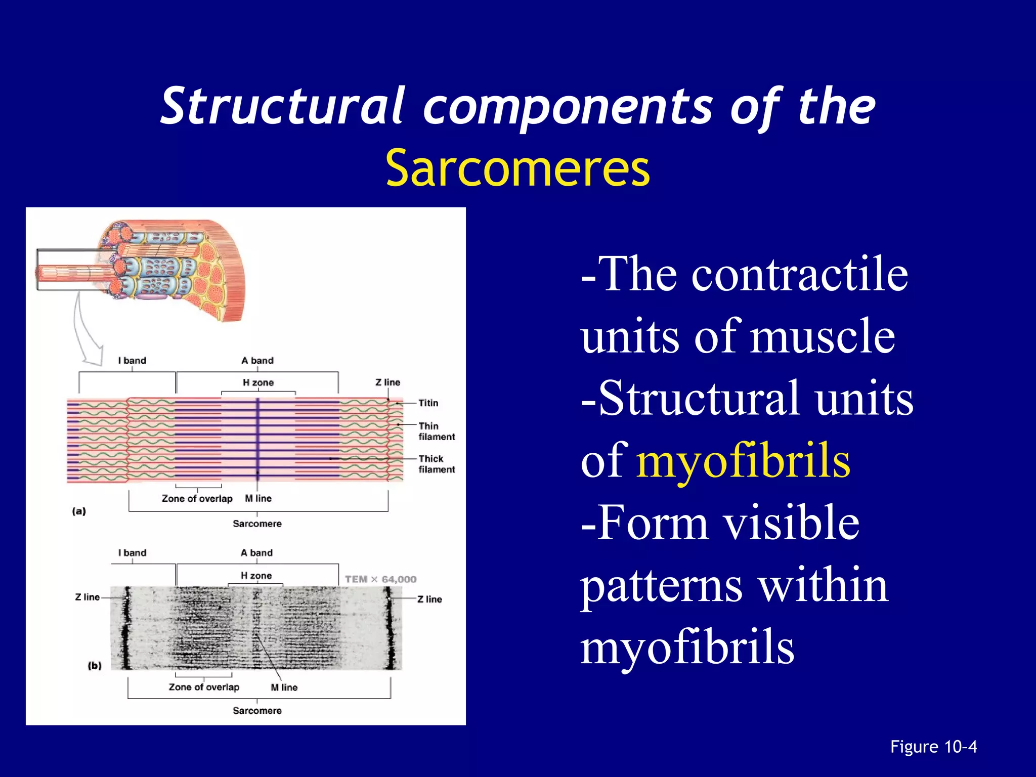Structural components of the
Sarcomeres
Figure 10–4
-The contractile
units of muscle
-Structural units
of myofibrils
-Form visible
patterns within
myofibrils
 