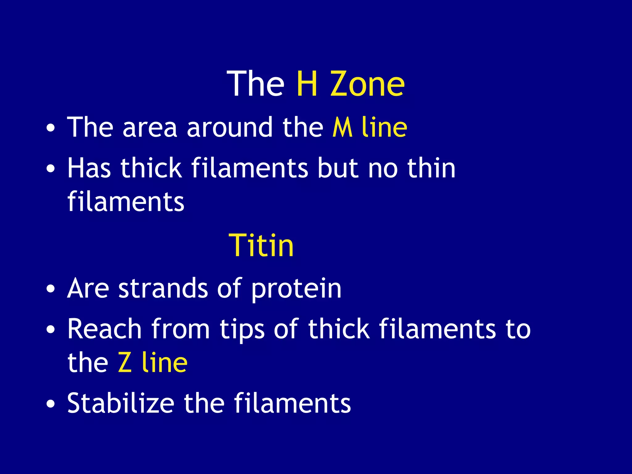 The H Zone
• The area around the M line
• Has thick filaments but no thin
filaments
Titin
• Are strands of protein
• Reach from tips of thick filaments to
the Z line
• Stabilize the filaments
 