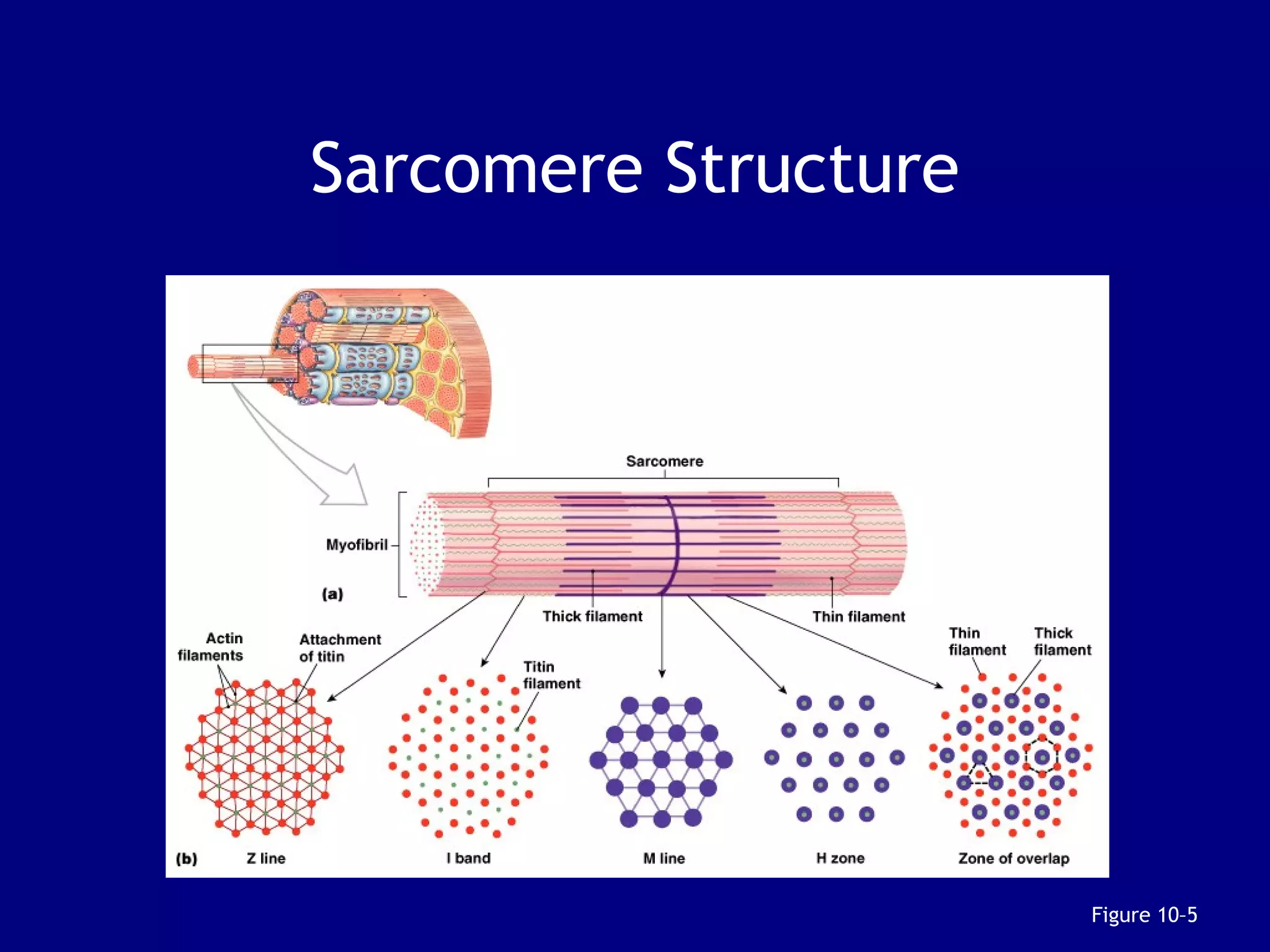 Sarcomere Structure
Figure 10–5
 