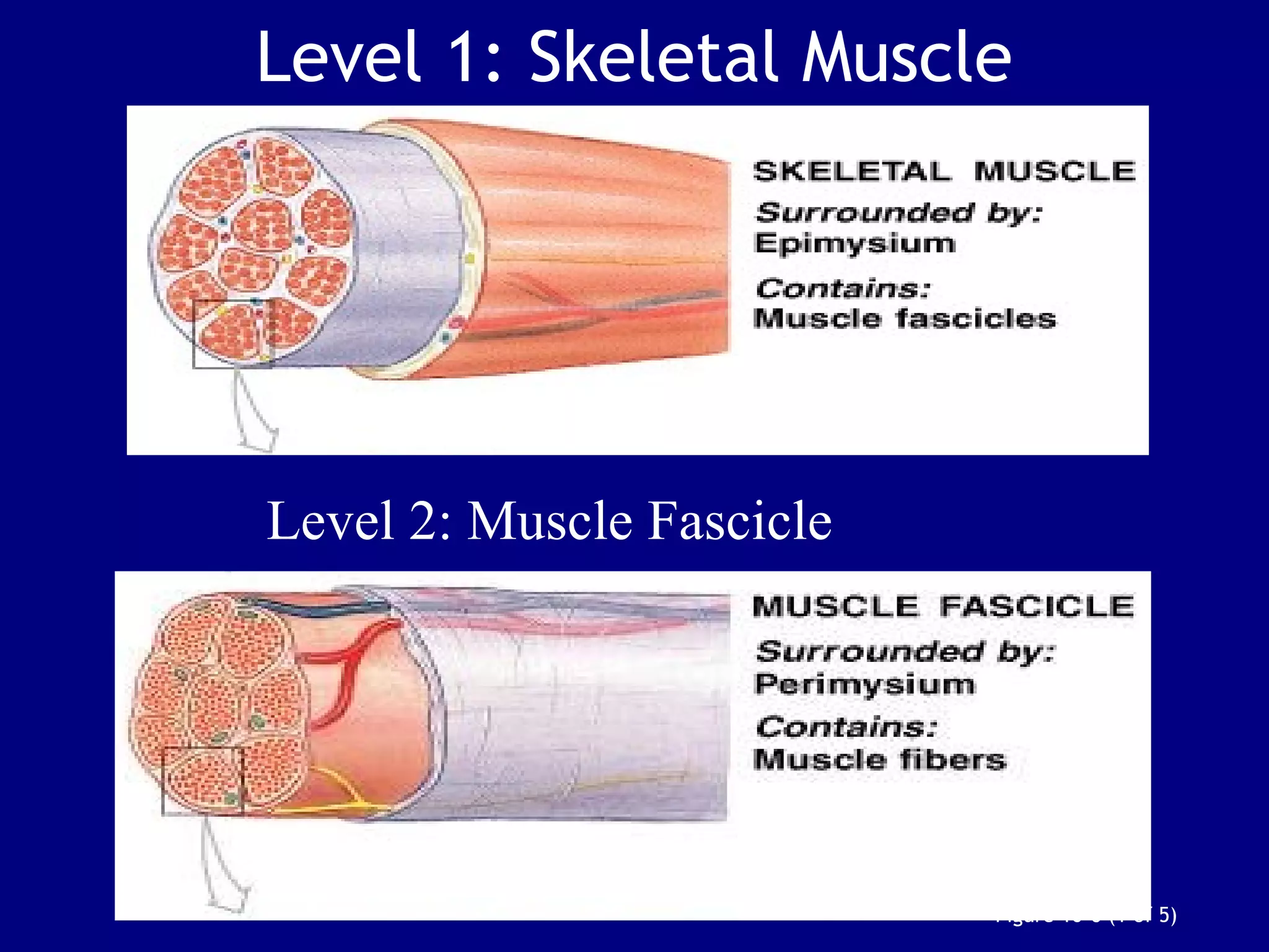 Figure 10–6 (1 of 5)
Level 1: Skeletal Muscle
Level 2: Muscle Fascicle
 