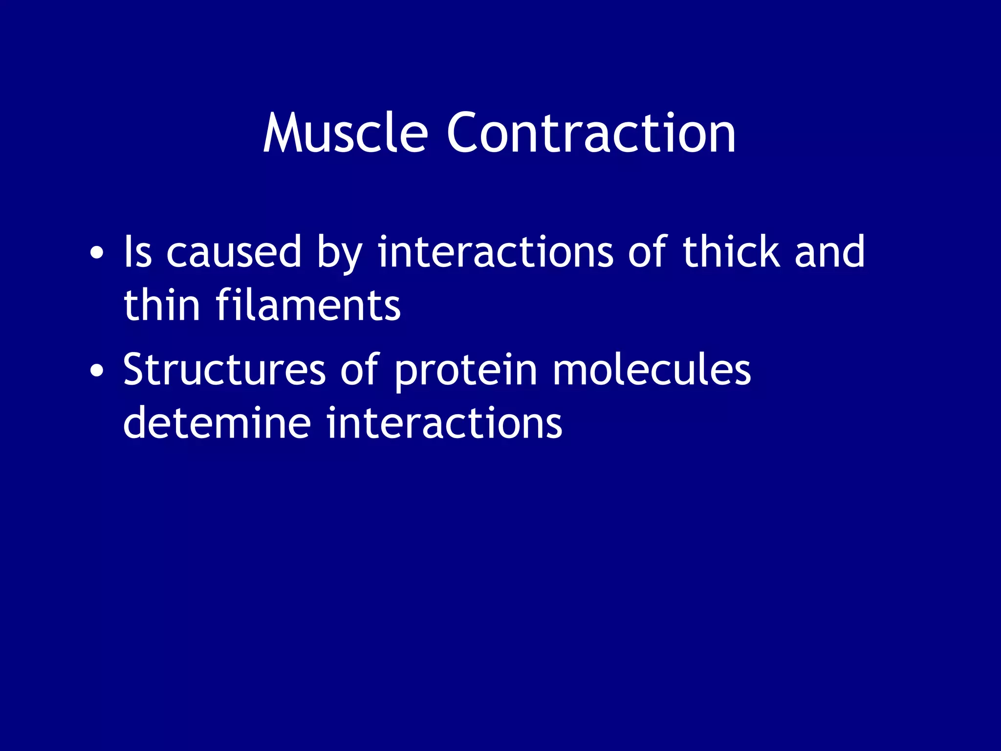 Muscle Contraction
• Is caused by interactions of thick and
thin filaments
• Structures of protein molecules
detemine interactions
 