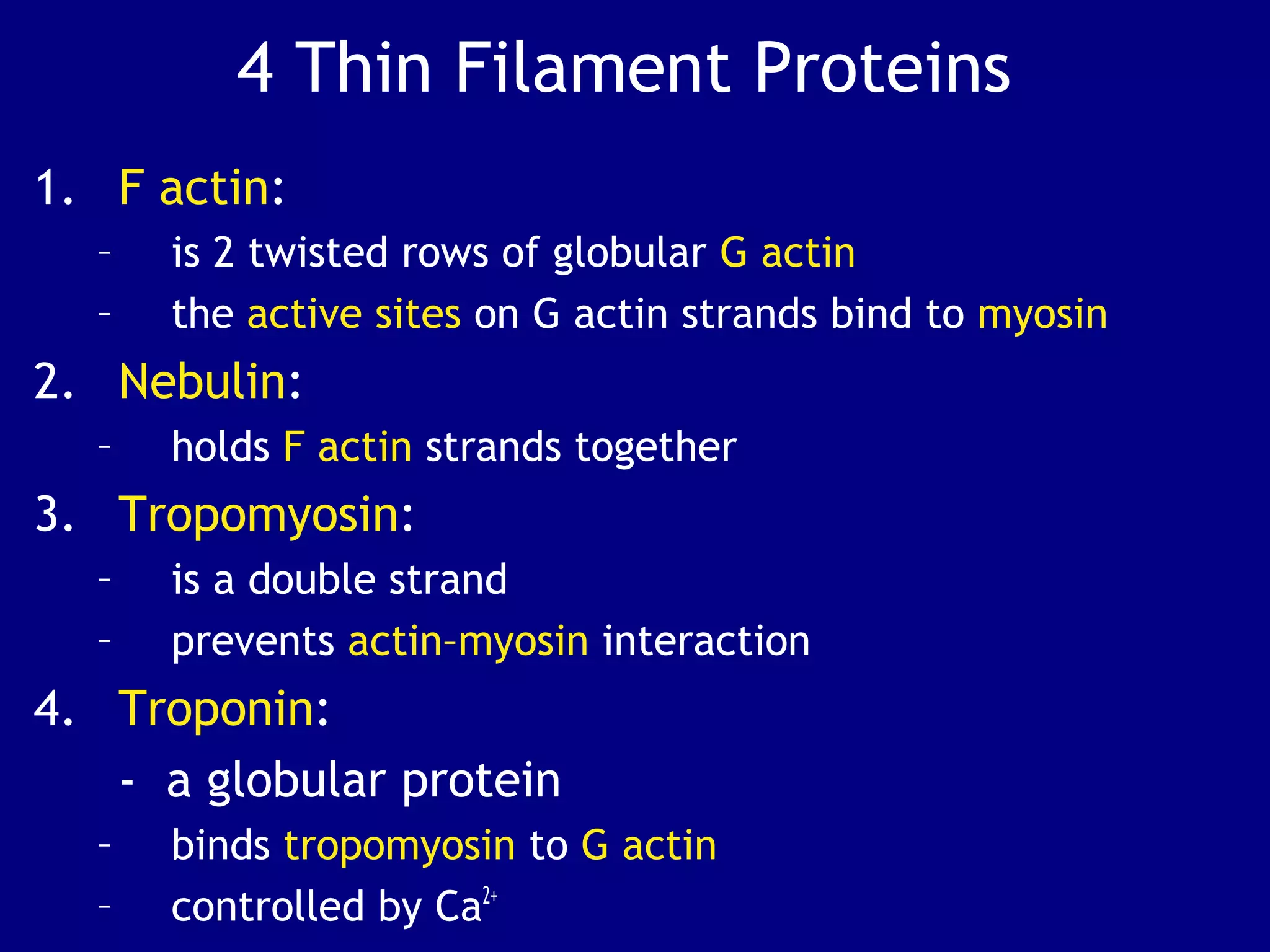 4 Thin Filament Proteins
1. F actin:
– is 2 twisted rows of globular G actin
– the active sites on G actin strands bind to myosin
2. Nebulin:
– holds F actin strands together
3. Tropomyosin:
– is a double strand
– prevents actin–myosin interaction
4. Troponin:
- a globular protein
– binds tropomyosin to G actin
– controlled by Ca2+
 
