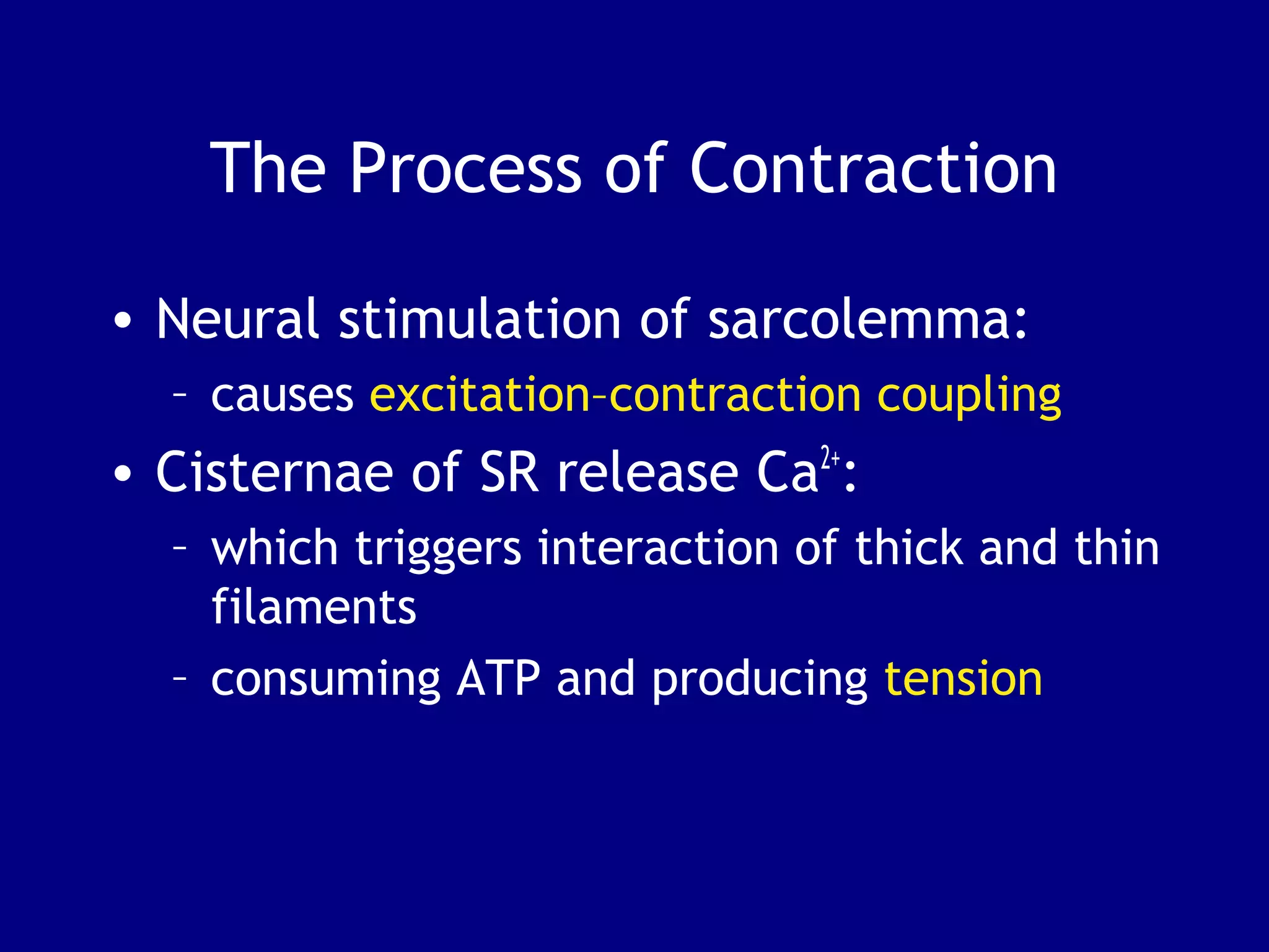 The Process of Contraction
• Neural stimulation of sarcolemma:
– causes excitation–contraction coupling
• Cisternae of SR release Ca2+
:
– which triggers interaction of thick and thin
filaments
– consuming ATP and producing tension
 