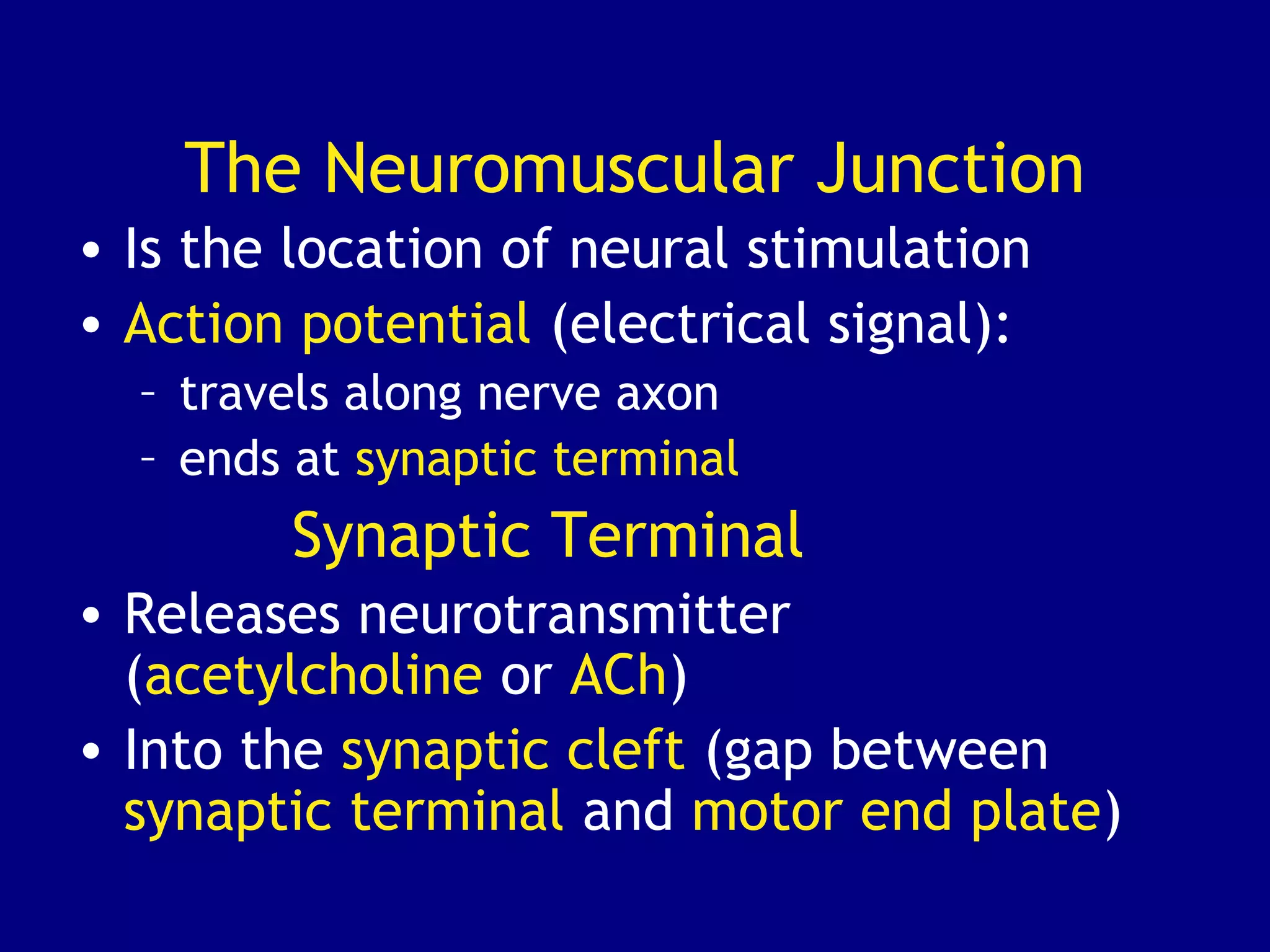 The Neuromuscular Junction
• Is the location of neural stimulation
• Action potential (electrical signal):
– travels along nerve axon
– ends at synaptic terminal
Synaptic Terminal
• Releases neurotransmitter
(acetylcholine or ACh)
• Into the synaptic cleft (gap between
synaptic terminal and motor end plate)
 