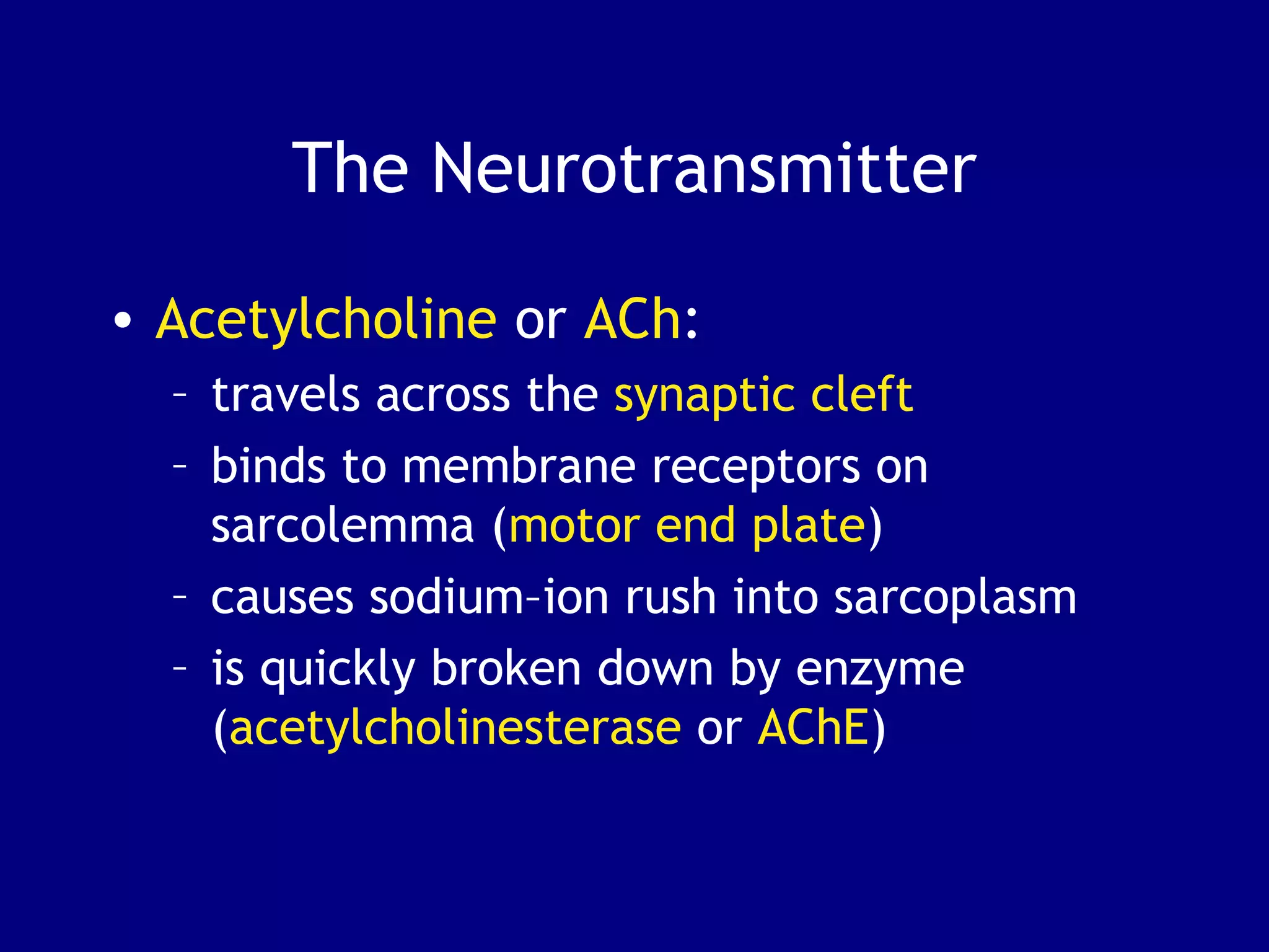 The Neurotransmitter
• Acetylcholine or ACh:
– travels across the synaptic cleft
– binds to membrane receptors on
sarcolemma (motor end plate)
– causes sodium–ion rush into sarcoplasm
– is quickly broken down by enzyme
(acetylcholinesterase or AChE)
 