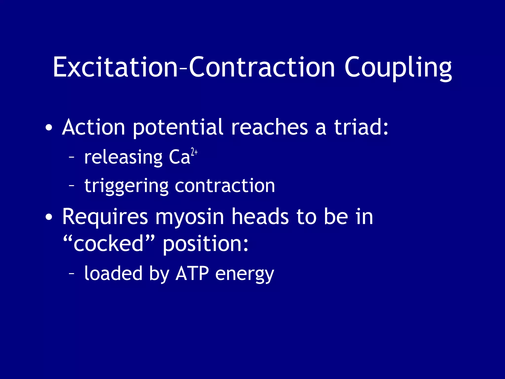 Excitation–Contraction Coupling
• Action potential reaches a triad:
– releasing Ca2+
– triggering contraction
• Requires myosin heads to be in
“cocked” position:
– loaded by ATP energy
 