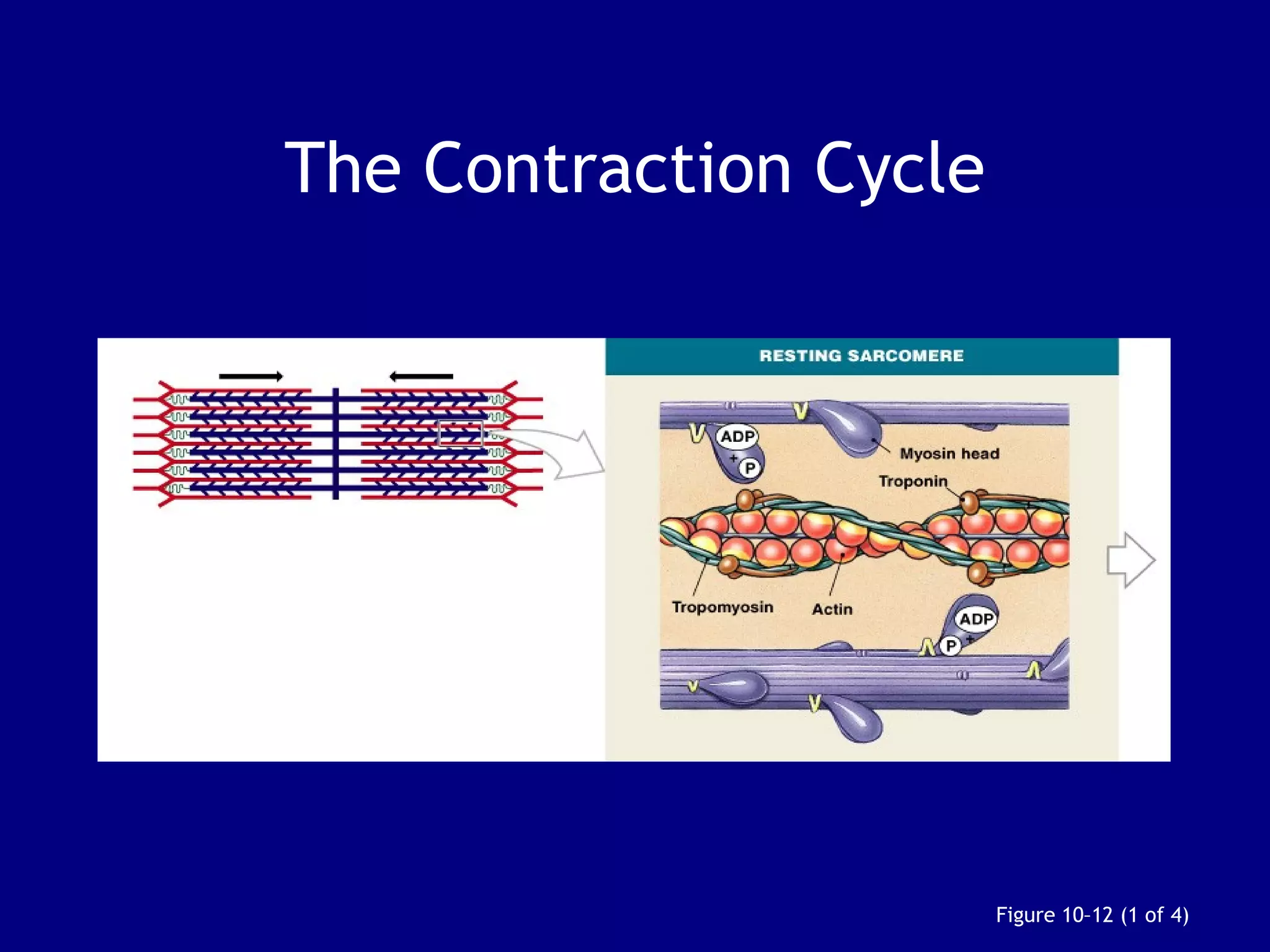 The Contraction Cycle
Figure 10–12 (1 of 4)
 