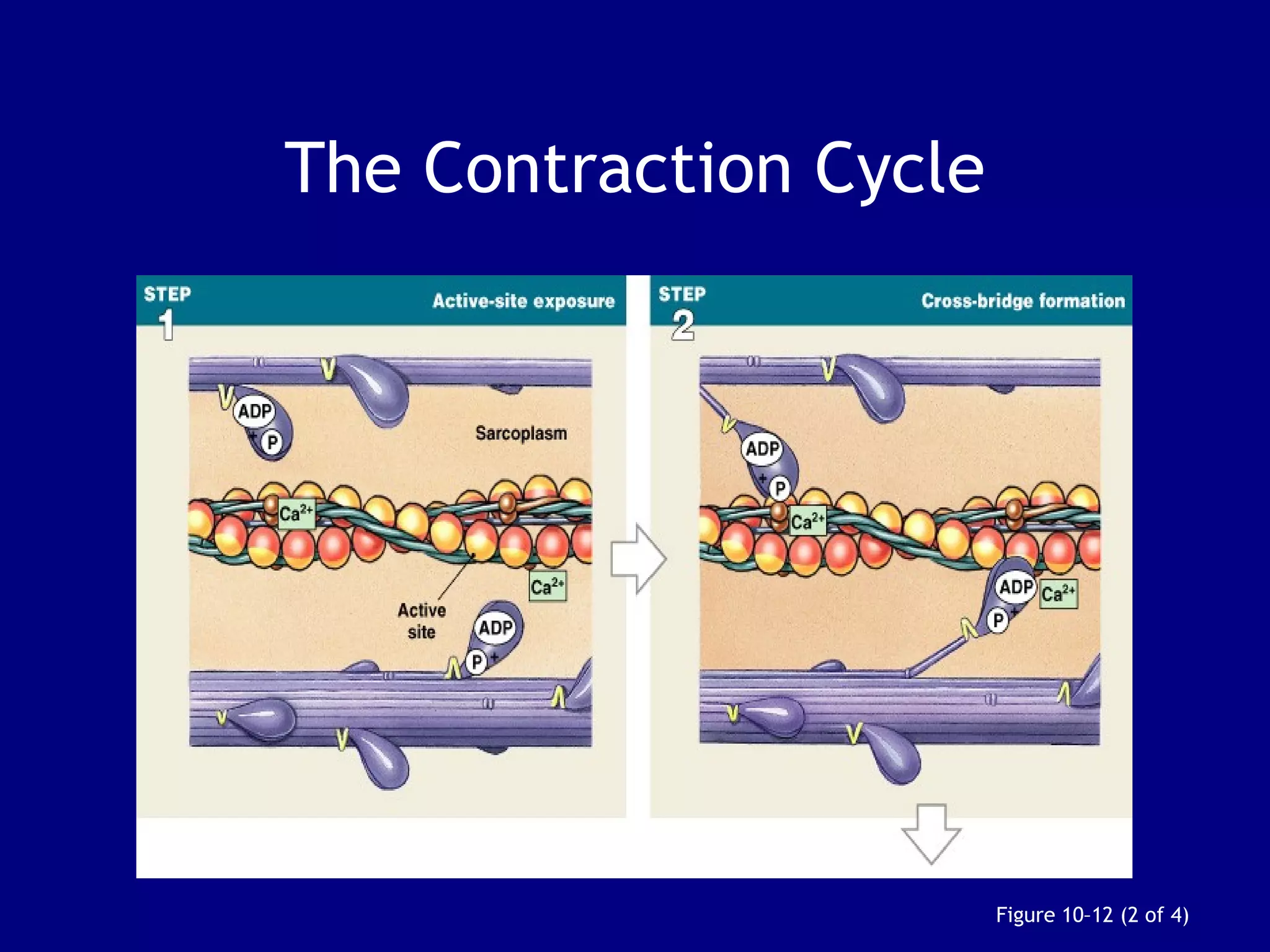 The Contraction Cycle
Figure 10–12 (2 of 4)
 