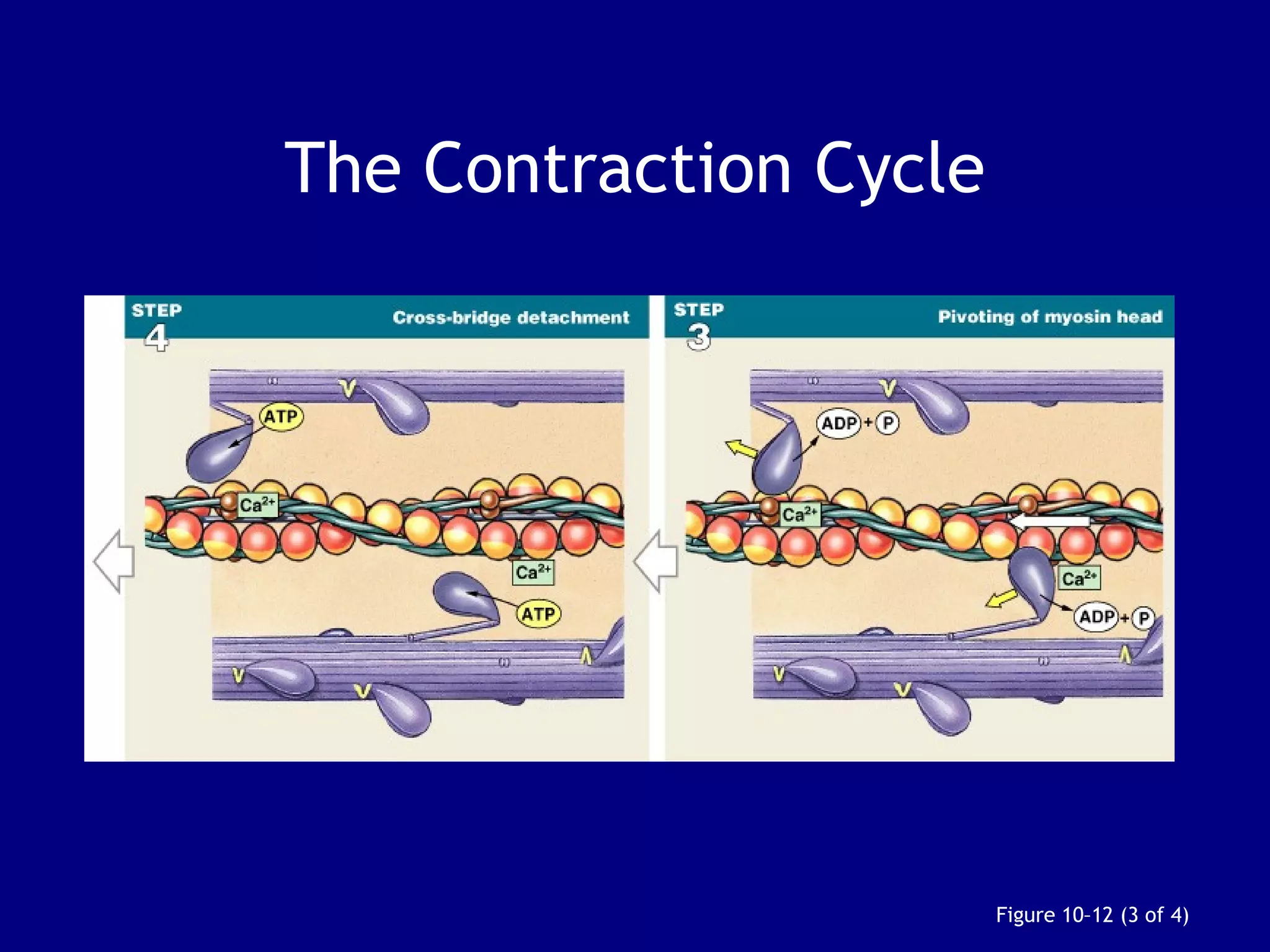 The Contraction Cycle
Figure 10–12 (3 of 4)
 