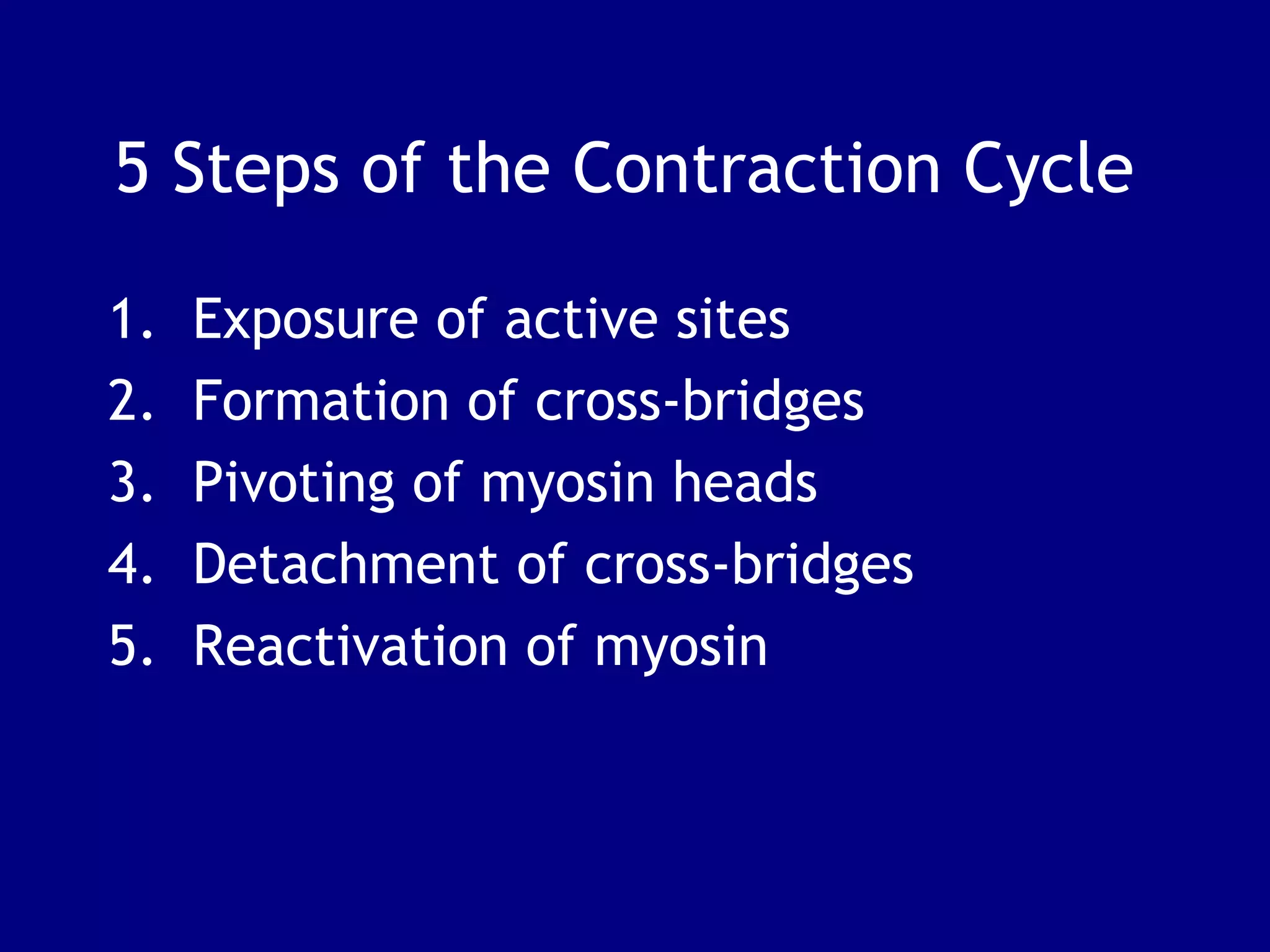 5 Steps of the Contraction Cycle
1. Exposure of active sites
2. Formation of cross-bridges
3. Pivoting of myosin heads
4. Detachment of cross-bridges
5. Reactivation of myosin
 
