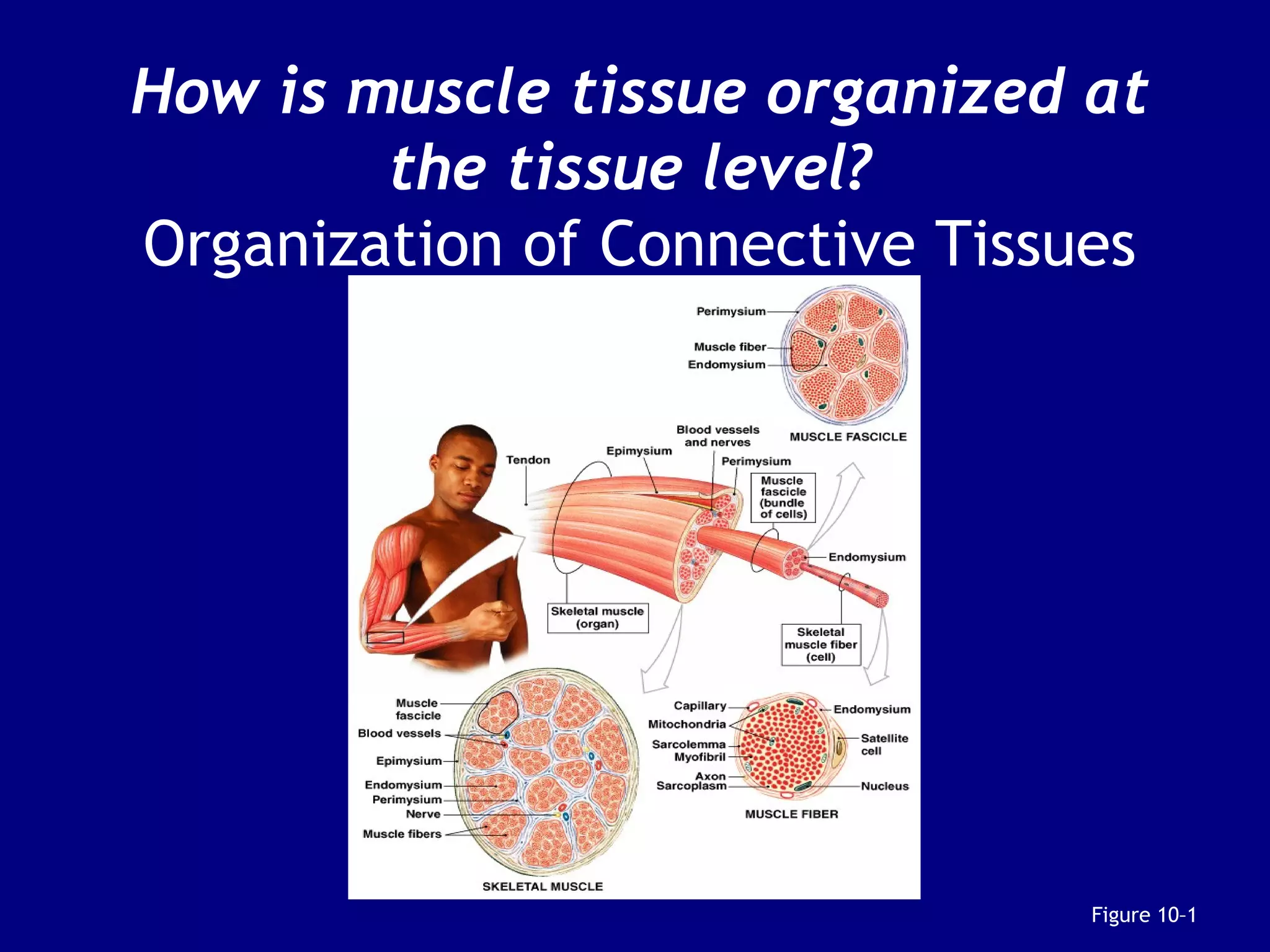 How is muscle tissue organized at
the tissue level?
Organization of Connective Tissues
Figure 10–1
 