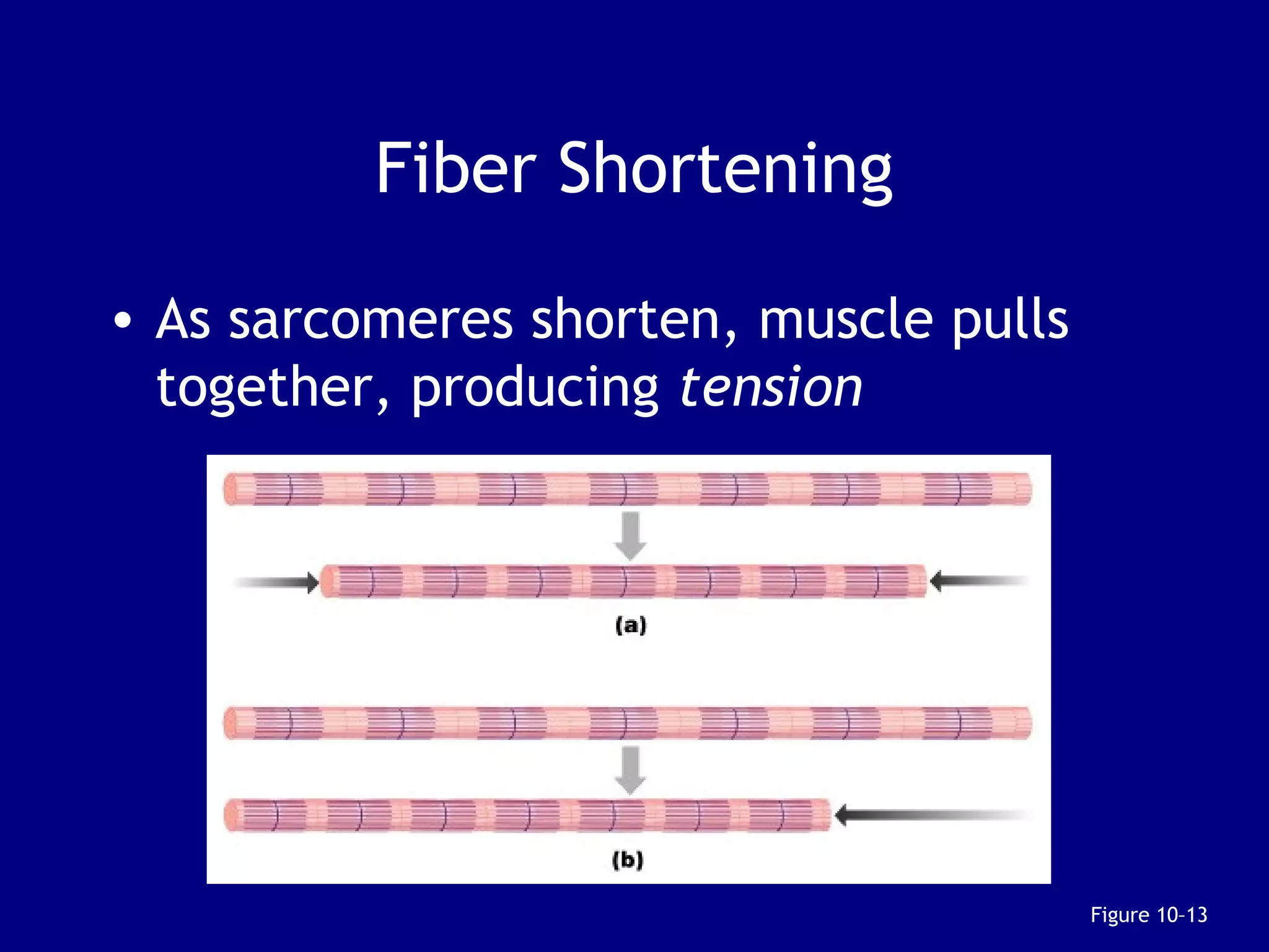 Fiber Shortening
• As sarcomeres shorten, muscle pulls
together, producing tension
Figure 10–13
 
