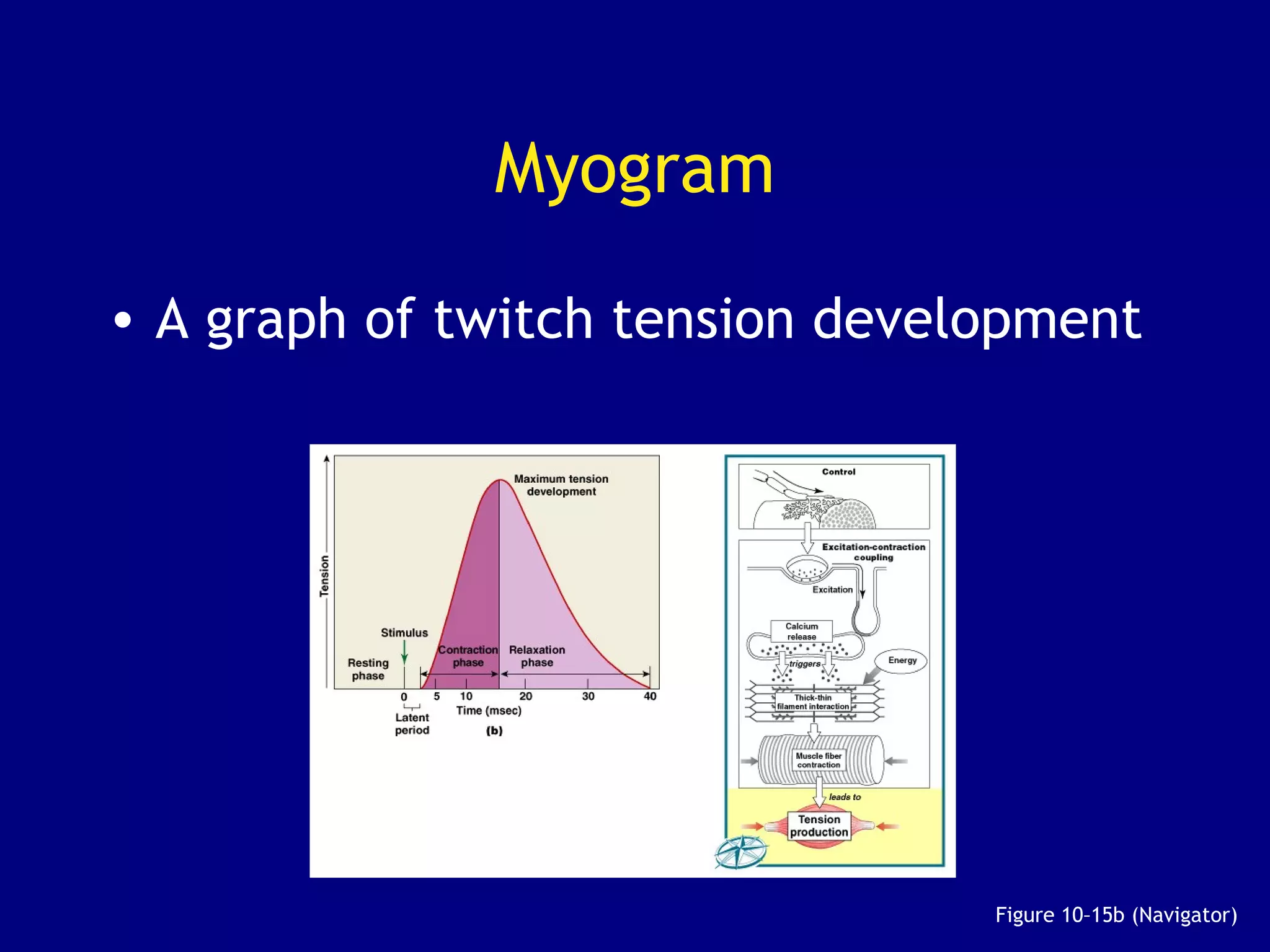 Myogram
• A graph of twitch tension development
Figure 10–15b (Navigator)
 
