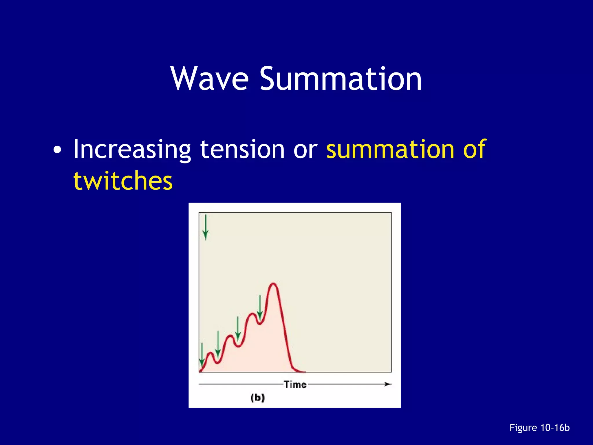 Wave Summation
• Increasing tension or summation of
twitches
Figure 10–16b
 