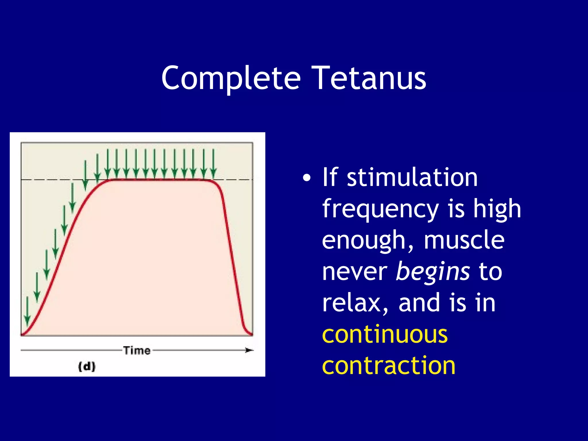 Complete Tetanus
• If stimulation
frequency is high
enough, muscle
never begins to
relax, and is in
continuous
contraction
 
