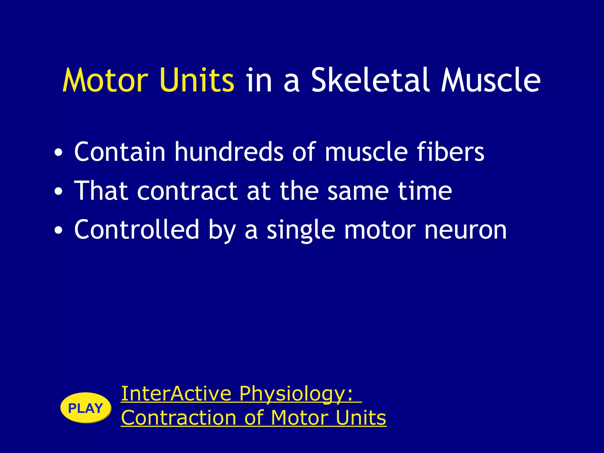Motor Units in a Skeletal Muscle
• Contain hundreds of muscle fibers
• That contract at the same time
• Controlled by a single motor neuron
InterActive Physiology:
Contraction of Motor Units
PLAYPLAY
 