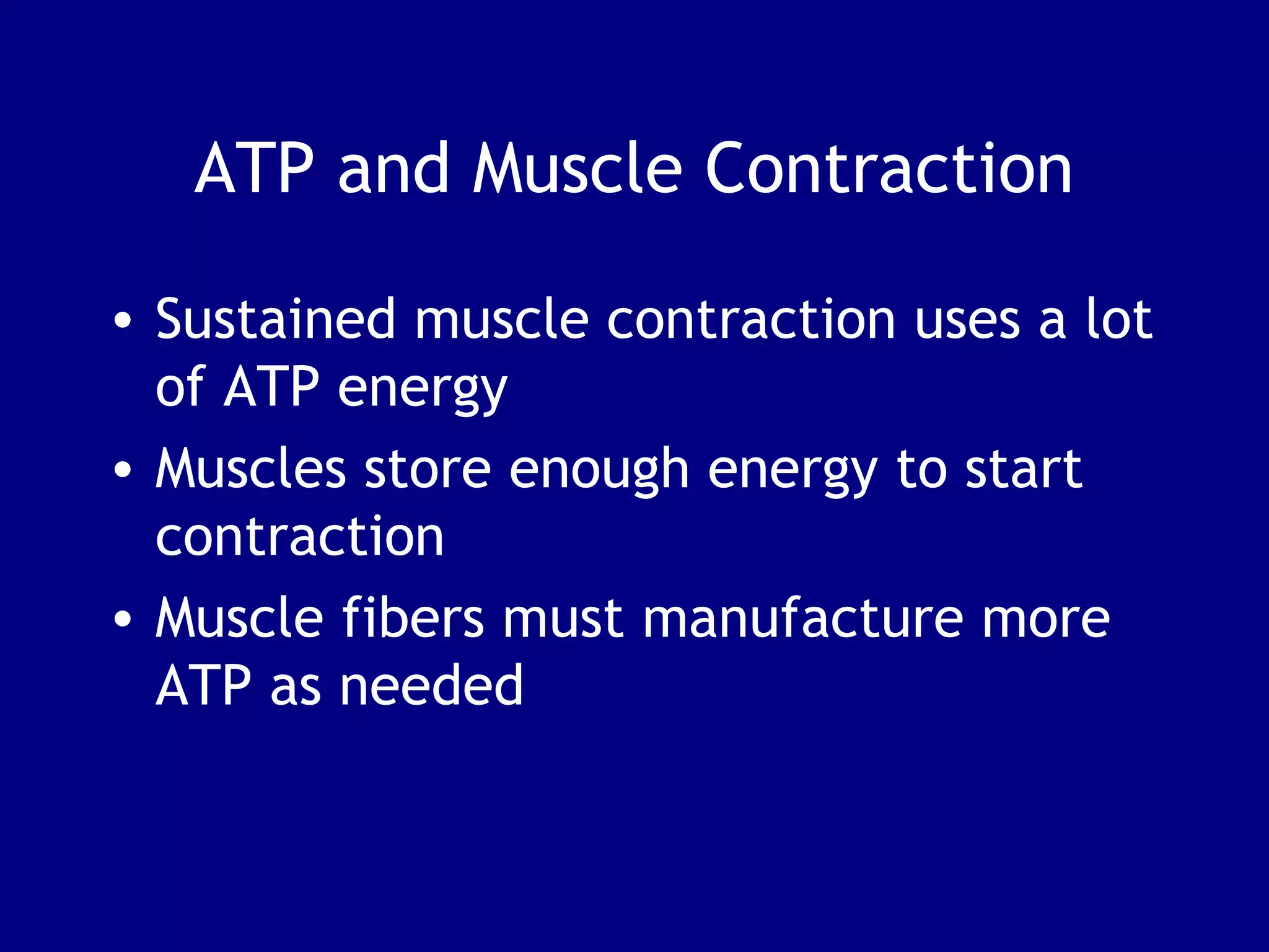 ATP and Muscle Contraction
• Sustained muscle contraction uses a lot
of ATP energy
• Muscles store enough energy to start
contraction
• Muscle fibers must manufacture more
ATP as needed
 